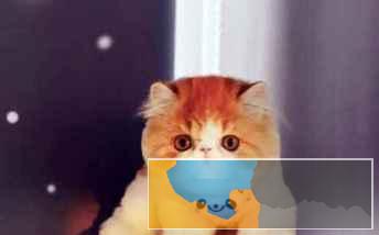 纯种甜美呆萌极高加菲猫性价比高健康纯种保障