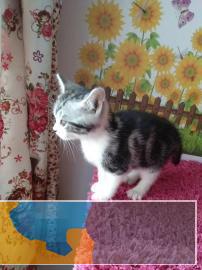 英美短毛猫可爱且迷人时尚又大方