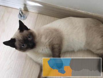 猫舍繁殖出售暹罗猫多只可挑选活泼健康粘人