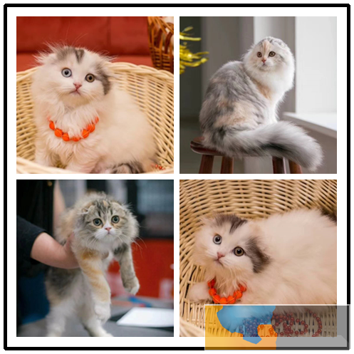 哪里有出售精品宠物折耳猫包纯种健康送货上门