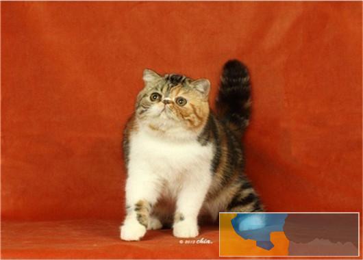 加菲猫猫舍直销 水滴眼眼鼻一线 纯种健康幼猫异短