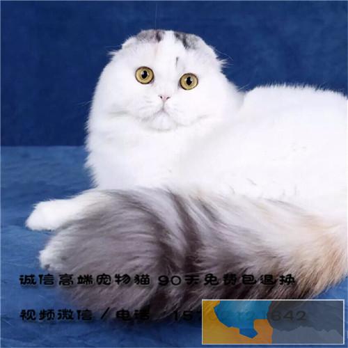 出售纯血统折耳猫 疫苗证书齐 终身质保