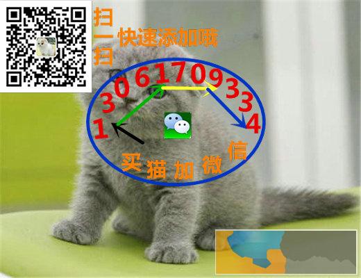 猫苑直销多只折耳猫宝宝,身体健康 品相好价格合理