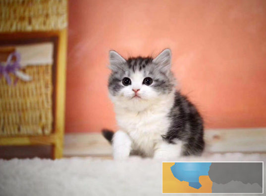 呆萌可爱粘人会撒娇纯种美短虎斑宝宝出售疫苗齐全