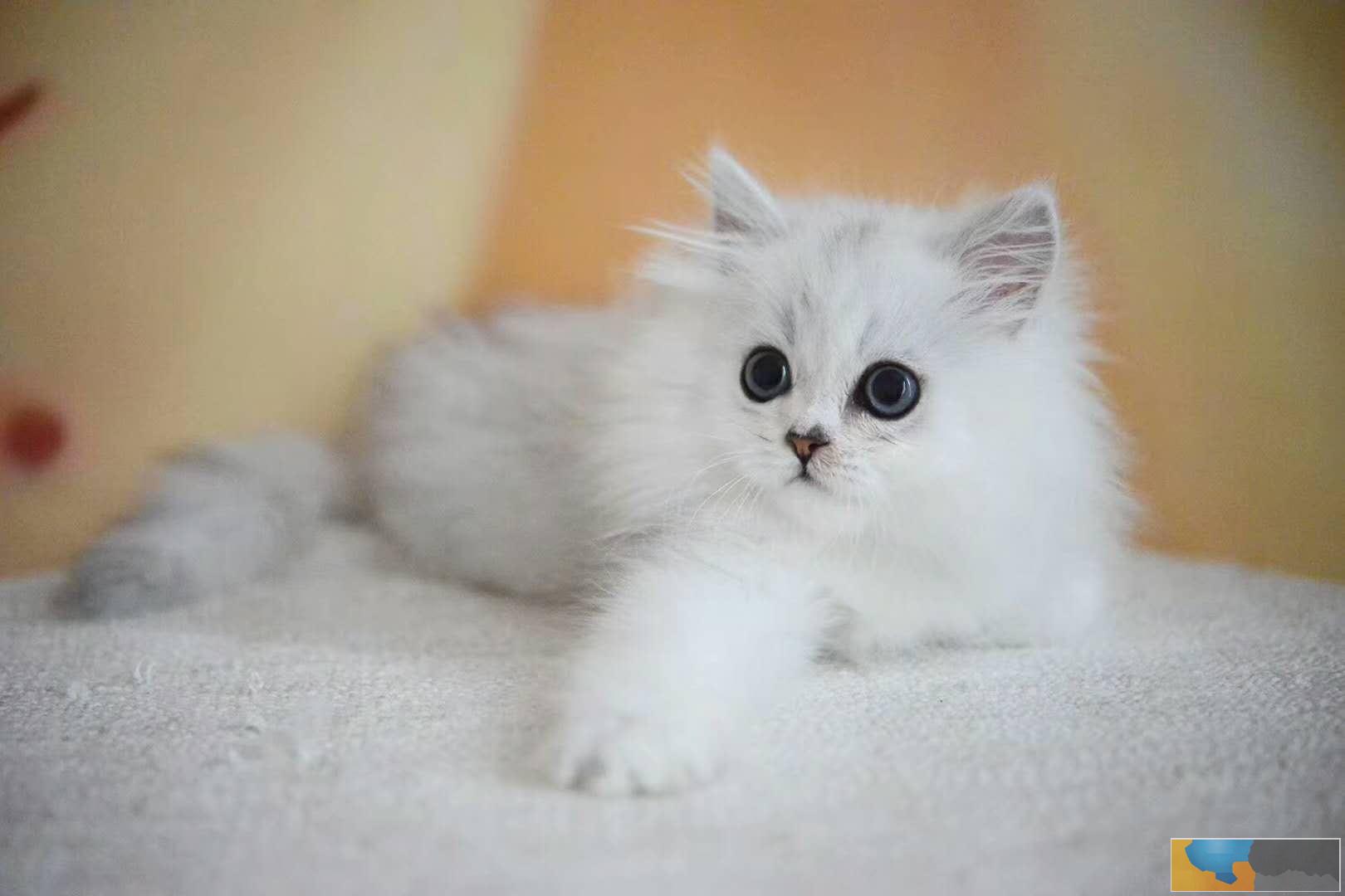 仙女猫金吉拉 幼猫出售 纯种猫咪无病无癣