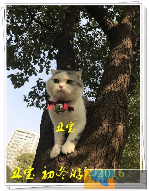 苏格兰折耳猫多少钱一只 店铺搜:双飞猫