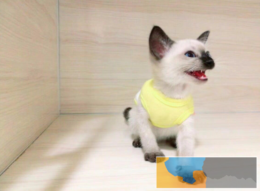 出售泰国皇家猫咪暹罗猫 无病无癣 疫苗齐全