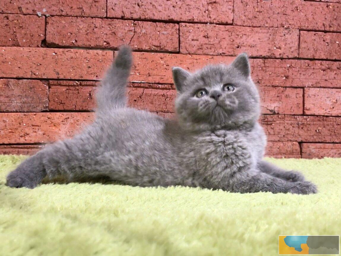 英短蓝猫 活波可爱 家庭式繁殖 无病无癣