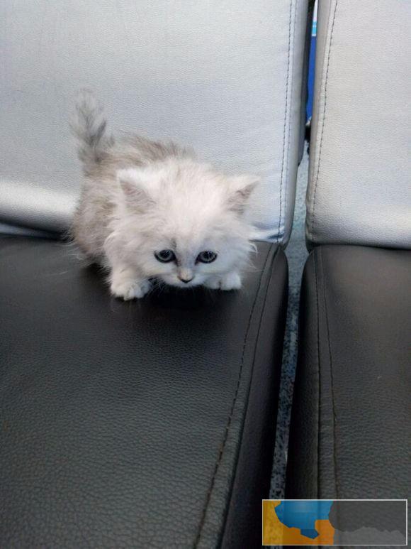 青岛哪里卖金吉拉 青岛健康的金吉拉价格 青岛金吉拉怎么卖的