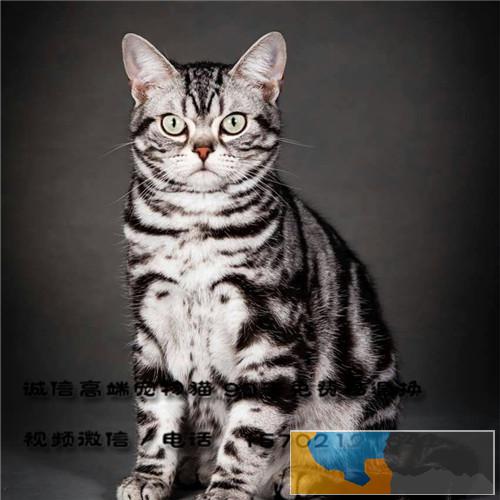 CFA猫舍原自留双血统带证纯黑英国短毛猫DDMM找家长