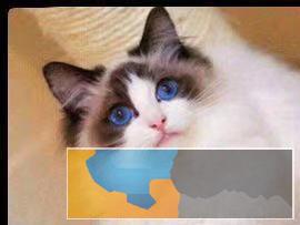 一一本地猫舍一一上百只，保健康送货上门货到付款