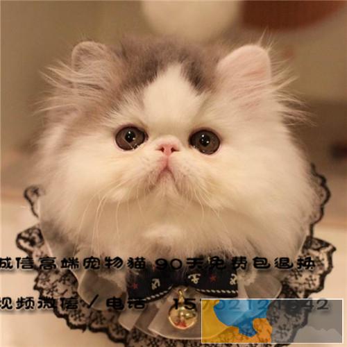 2个半月波斯猫宝宝无杂毛一猫难求懂得入