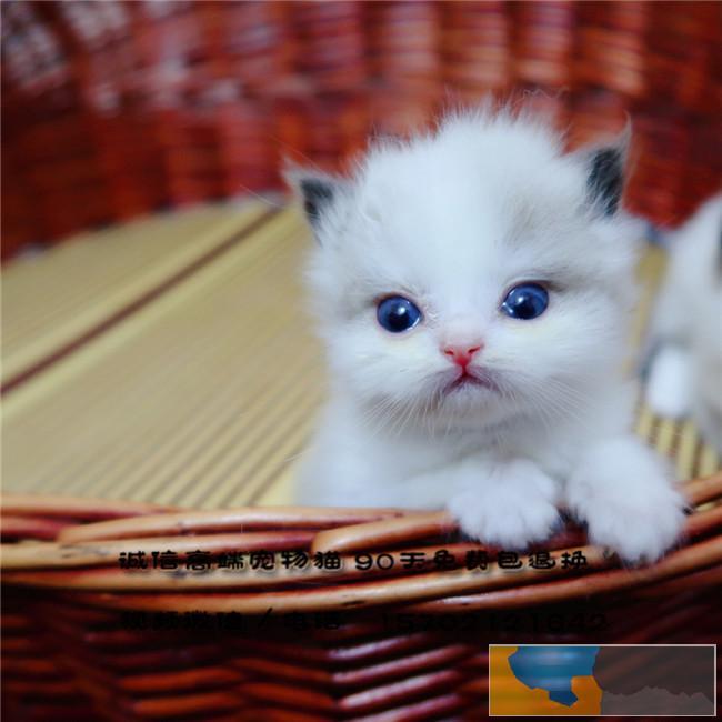 一窝九只超级高产基因布偶猫宝宝