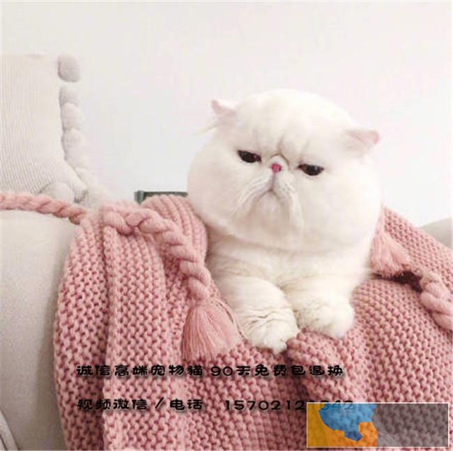 猫舍专业繁殖加菲猫带出生纸血统证明