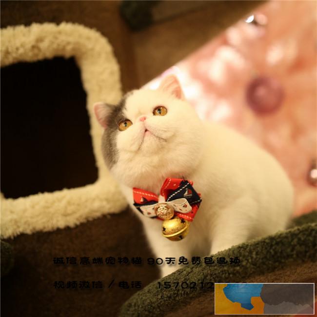 CFA家庭式猫舍繁育加菲猫宝宝-健康可爱黏人