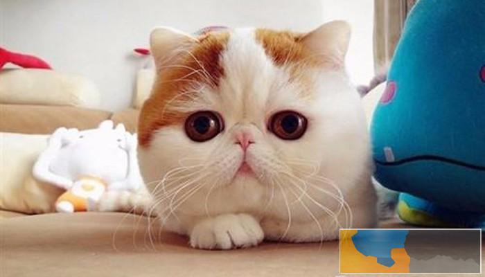 加菲净梵 高白 红虎斑 黑白梵花 大包子脸 包纯种健康