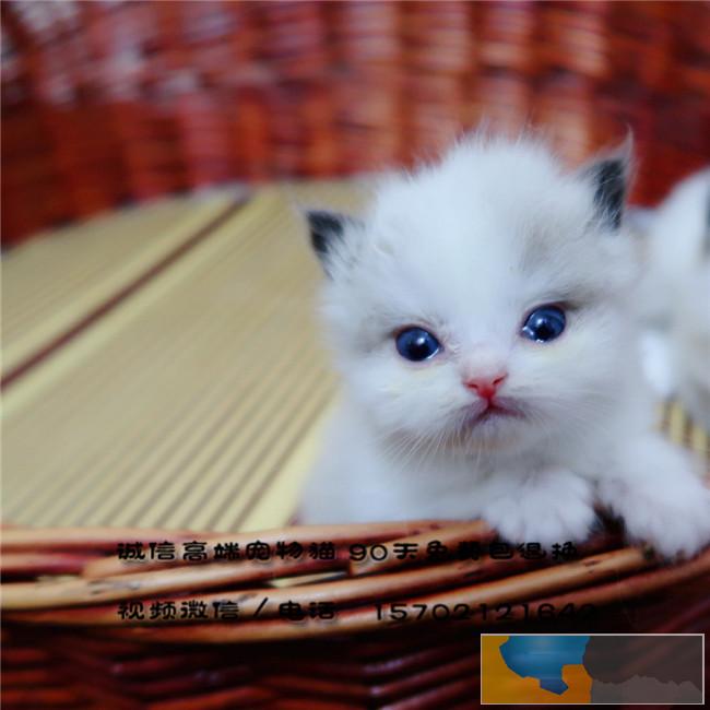 一窝九只超级高产基因布偶猫宝宝