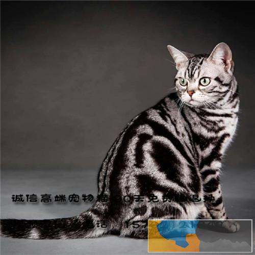 家庭式猫舍正规繁育的纯种美短虎斑猫活泼粘人通人性