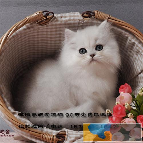 出售纯种金吉拉猫自家繁殖-品质保证-健康纯种