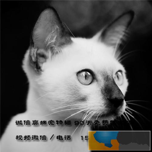 大猫舍 暹罗猫 纯种健康多只出售超可爱的挖煤工