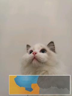 CFA注册双血统家庭式繁育布偶猫,品相甜美,疫苗齐全