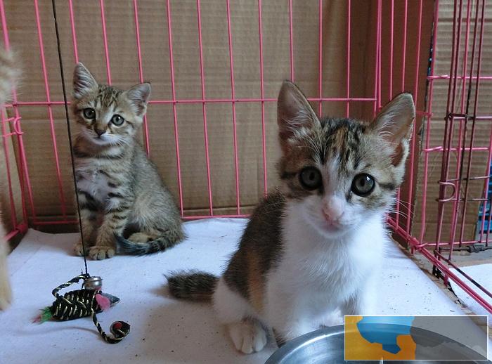 庆阳市橘猫幼崽多少钱