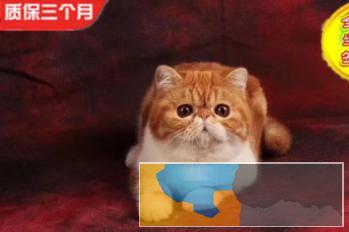 出售纯种加菲猫优质服务疫苗齐全品质有保障