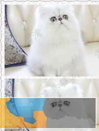 自家养繁育纯种金吉拉猫健康无廯品质保证