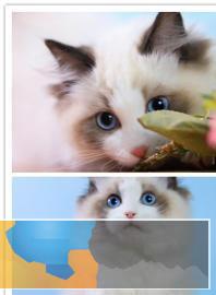 cfa血统证书 无毛猫3个月签健康协议