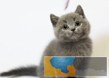 超萌超可爱的蓝猫包纯种健康无癣