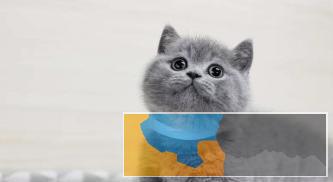 纯种 蓝猫 极地品质多色选择质量保证