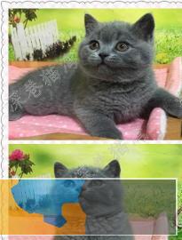 蓝白英短、渐层、蓝猫找新家~DDMM都有多只可选