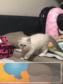 布偶猫两个月两个月白手套