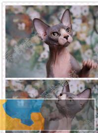 自家养繁育斯芬克斯无毛猫加拿大无毛猫