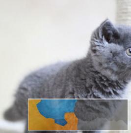 包子脸肉嘟嘟蓝猫超粘人可爱卖萌全国可飞