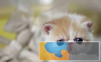 自家猫舍出售加菲超萌超萌纯种健康欢迎上门