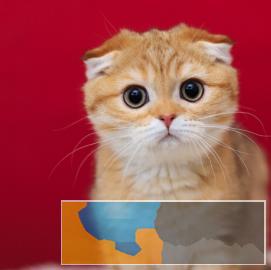 猫舍繁殖出售高品端折耳喵可爱粘人萌萌哒