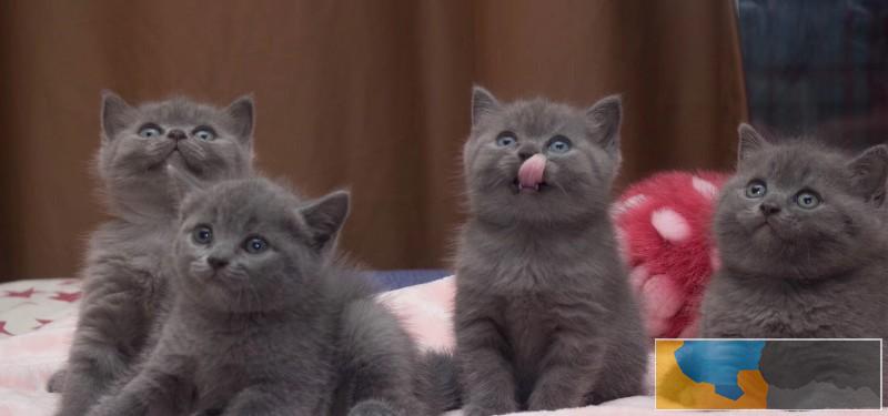 英短蓝猫 良心价出售