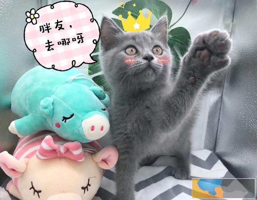 质保家养高端品质英短蓝猫 现货六只可选 健康质保放心养 质保家养高端品质英短蓝猫 现货六只可选 健康质保放心养