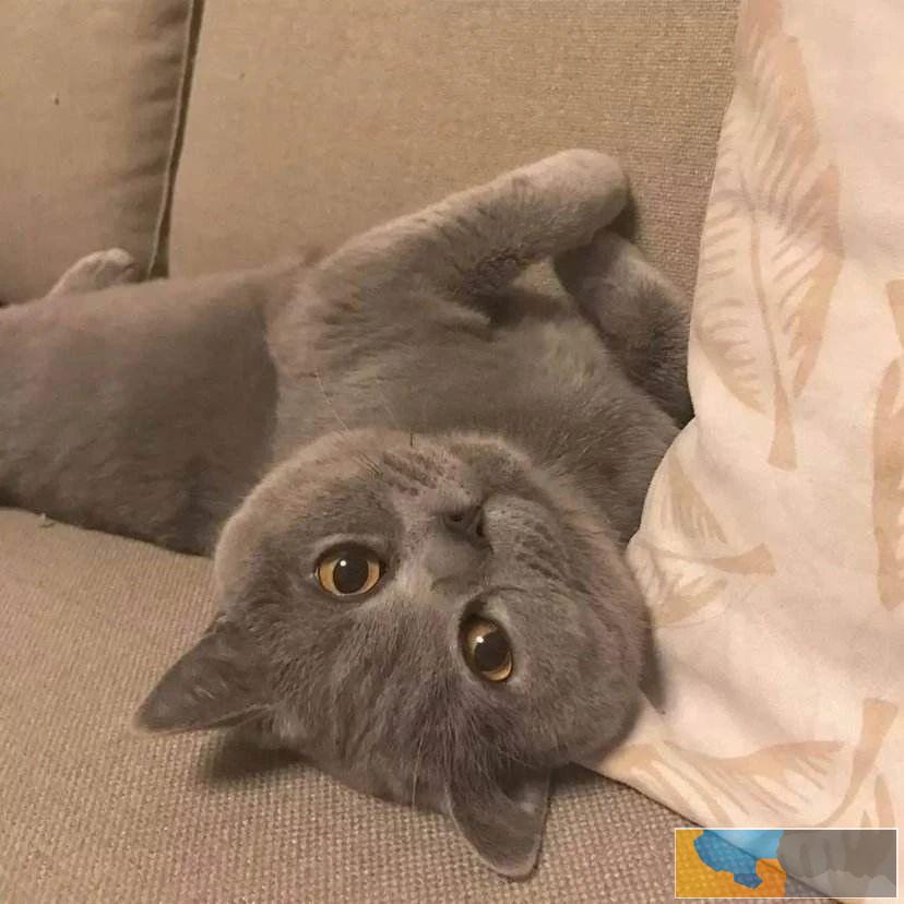 质保家养高端品质英短蓝猫 现货六只可选 健康质保放心养 质保家养高端品质英短蓝猫 现货六只可选 健康质保放心养