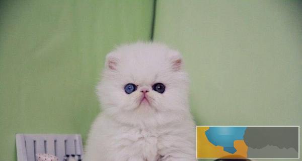 全上海高价收购加菲猫