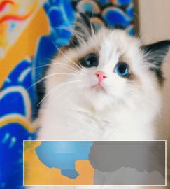 专业猫舍繁殖双色布偶仙女喵专业售后协议质保