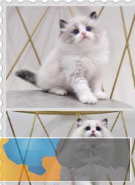 自带仙气的仙女布偶猫蓝双海双甜美可爱