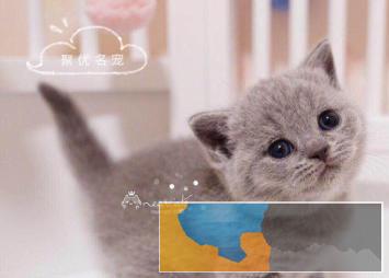 本地心宠家庭式繁殖布偶猫英短美短送货上门