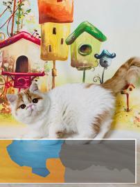 血统加菲猫出售，家养的真实照片