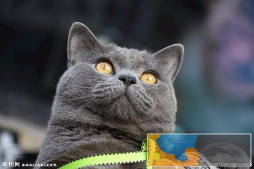 特价甩 英短蓝白,蓝白,银渐层,金渐层美短