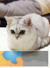 品种纯正可爱超萌英短银渐层小猫