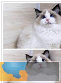 自带仙气的仙女布偶猫蓝双海双甜美可爱