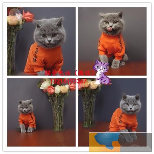 出售英短/加菲/布偶 /英短/金吉拉/蓝猫/折耳/美短包纯种