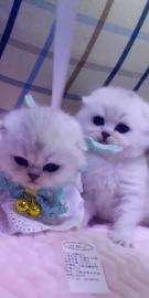 云系苏格兰折耳猫寻亲记